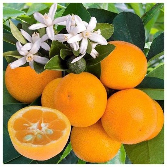 3 Yaş Aşılı Citrus Calamondin Süs Mandalinası Fidanı, Torbada