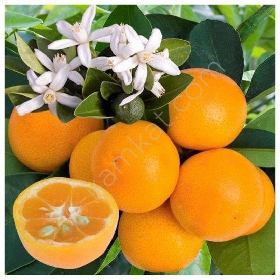 4 Yaş Aşılı Calamondin Süs Mandalinası Fidanı, Torbada