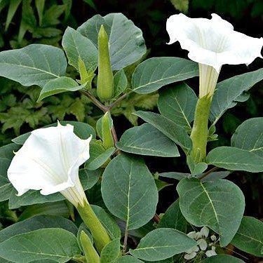 Gece Güzeli Datura stramonium Beyaz Renk Çiçek Tohumu 1 PAKET (15 Adet)