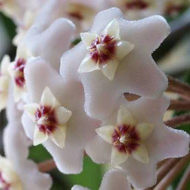Hoya Cornosa - Mum Çiçeği, Saksıda