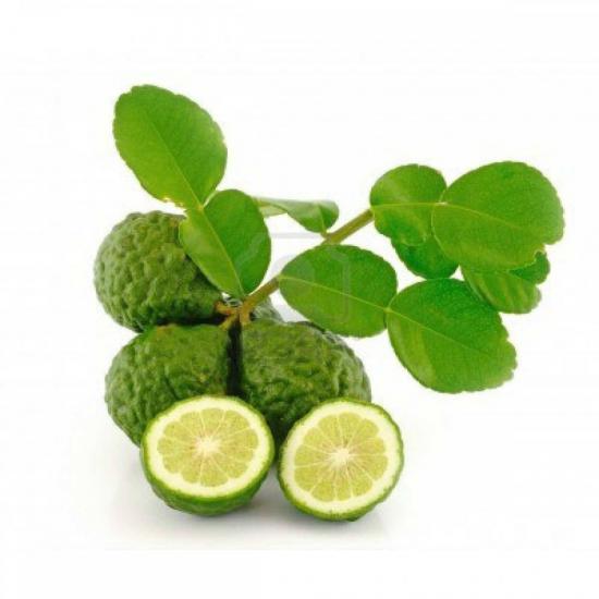 4 Yaş Aşılı Kaffir Lime Fidanı, Torbada