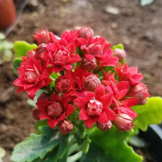 Kırmızı Kalonşo (Kalanchoe) Çiçeği, Saksıda