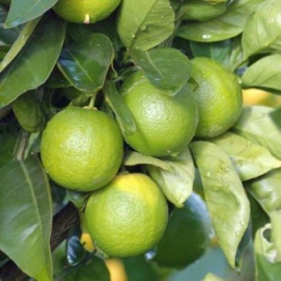 3 Yaş Aşılı Meksika Lime Limonu, Torbada