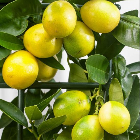 6 Yaş Aşılı Limequat-Süs Limonu Fidanı, Torbada