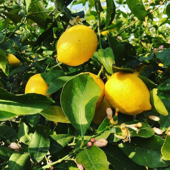 3 Yaş Aşılı Yediveren Mayer Limon Fidanı, Torbada