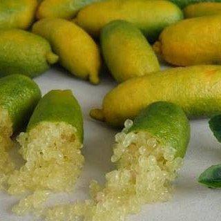 5 Yaş Aşılı Finger Lime SUNSHINE YELLOW, Torbada