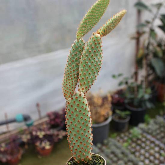 Tavşan Kaktüs / SARI Dikenli (Opuntia Microdasys Albata), 5.5 Cm Saksıda