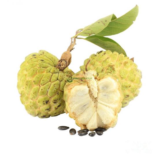 2 Yaş Tropikal Sugar Apple (Şeker Elma) Fidanı, Torbada