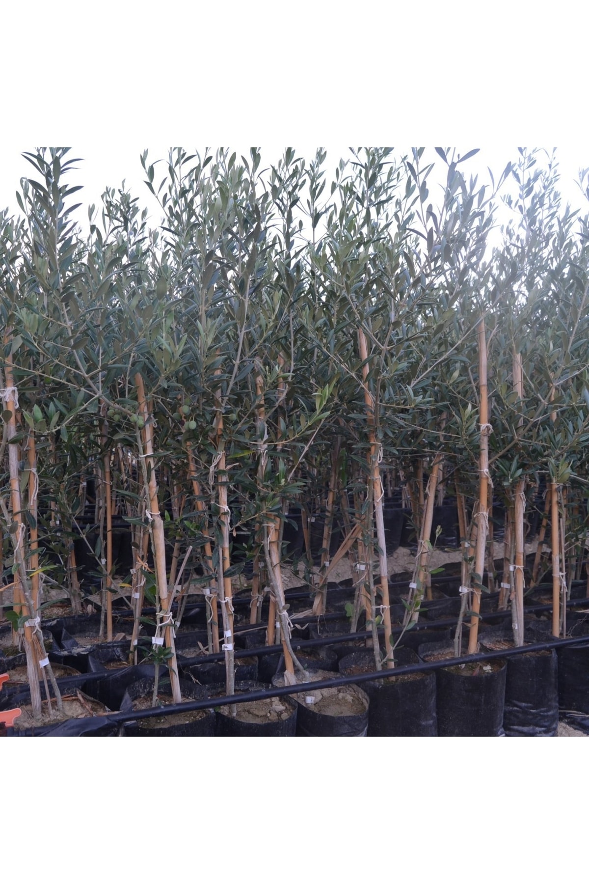 Tüplü Arbequina Bodur İspanyol Zeytin Fidanı 2 Yaş Meyve Verme Durumunda