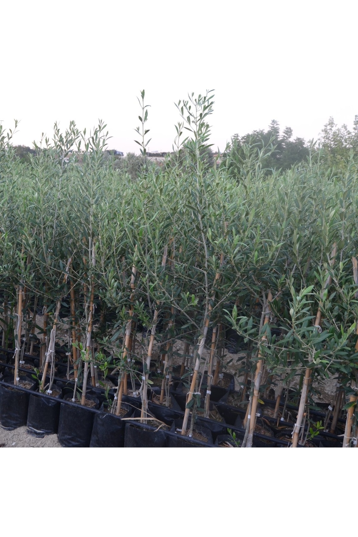 Tüplü Arbequina Bodur İspanyol Zeytin Fidanı 2 Yaş Meyve Verme Durumunda