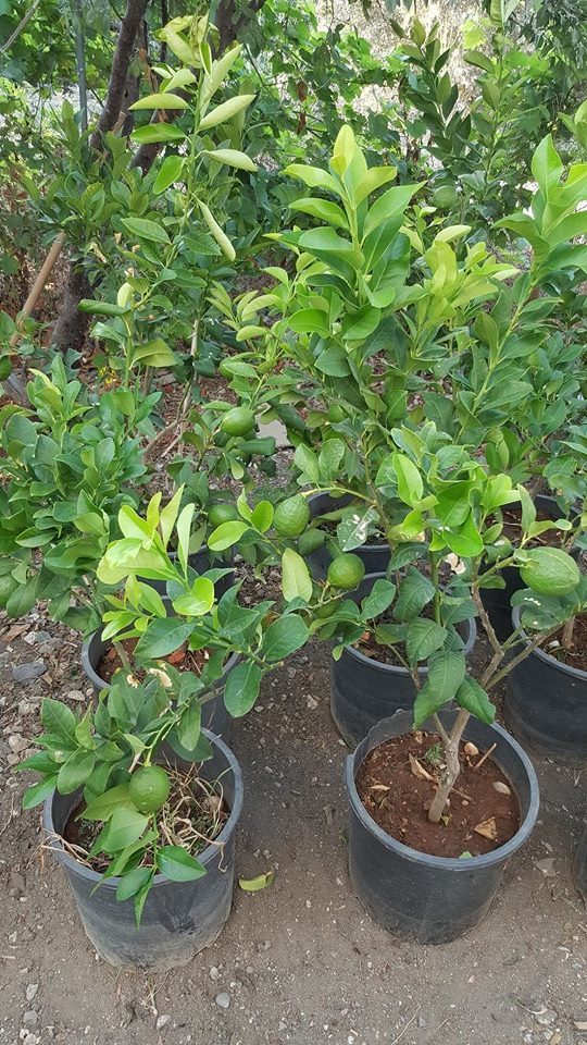 6 Yaş Aşılı Yediveren Limon Fidanı, Saksıda